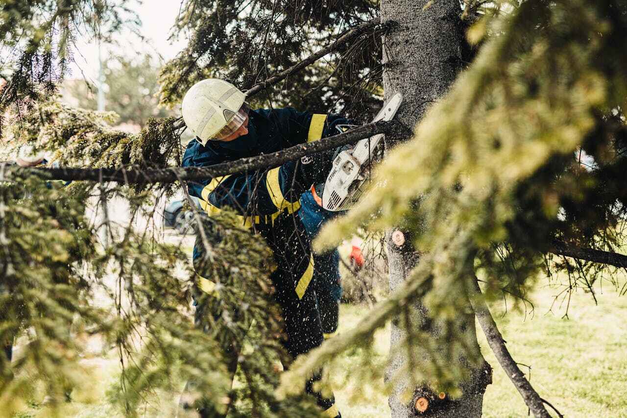 Tree Root Removal